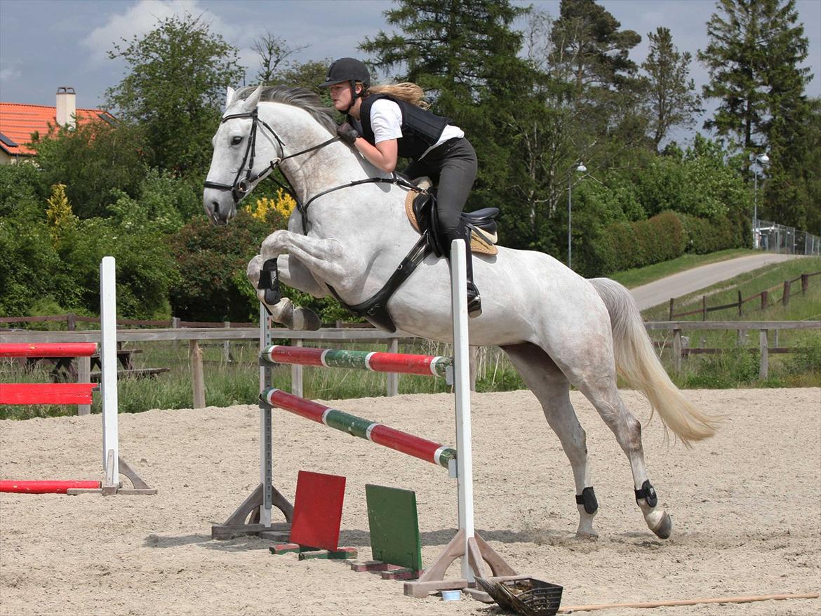 Anden særlig race Grey Girl - D. 6/6-12: springtræning på stjerne, klar til LA* i weekenden :-) billede 3