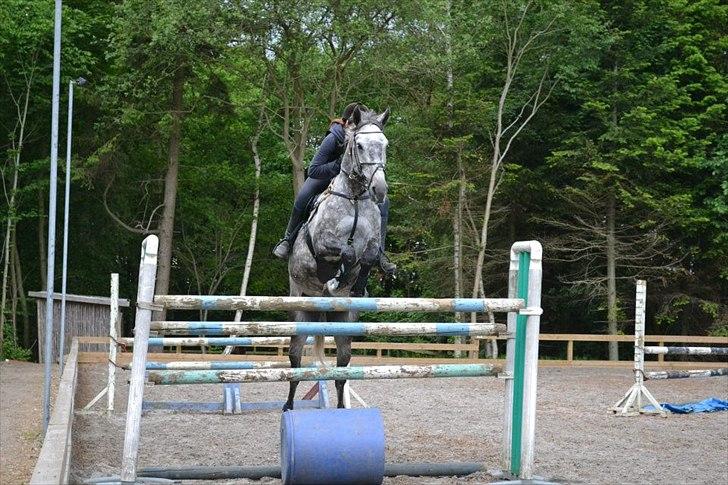 Anden særlig race Cæzar (Solgt) - Bonnie og Cæzar springer 140 cm (taget af Katahrina) billede 9