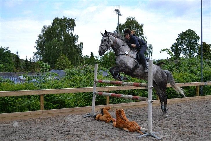 Anden særlig race Cæzar (Solgt) - Bonnie og Cæzar (taget af Katahrina) billede 8