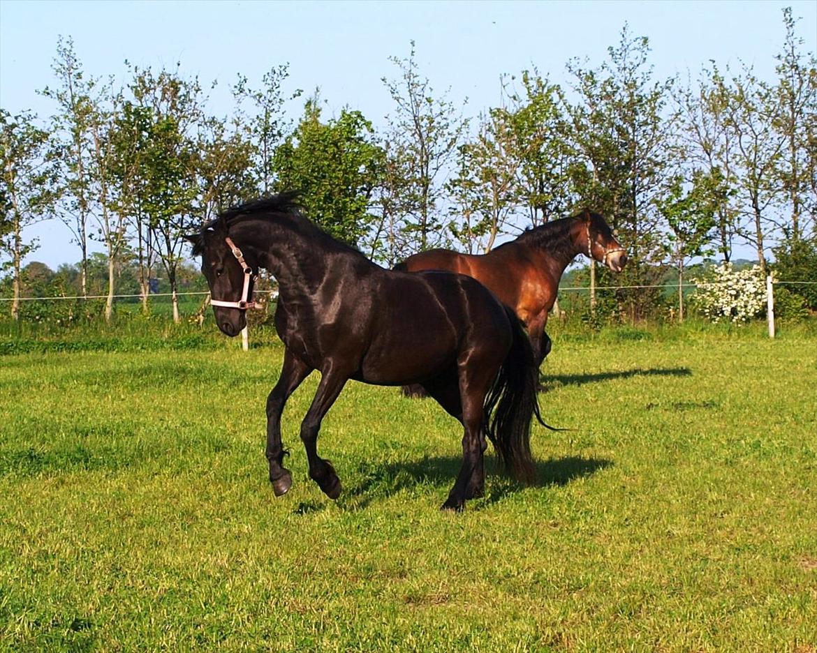 Barockpinto Bel'liva *SOLGT* billede 2