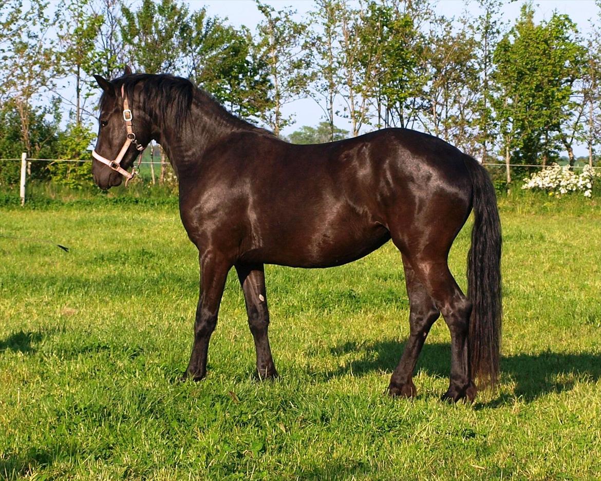 Barockpinto Bel'liva *SOLGT* billede 1