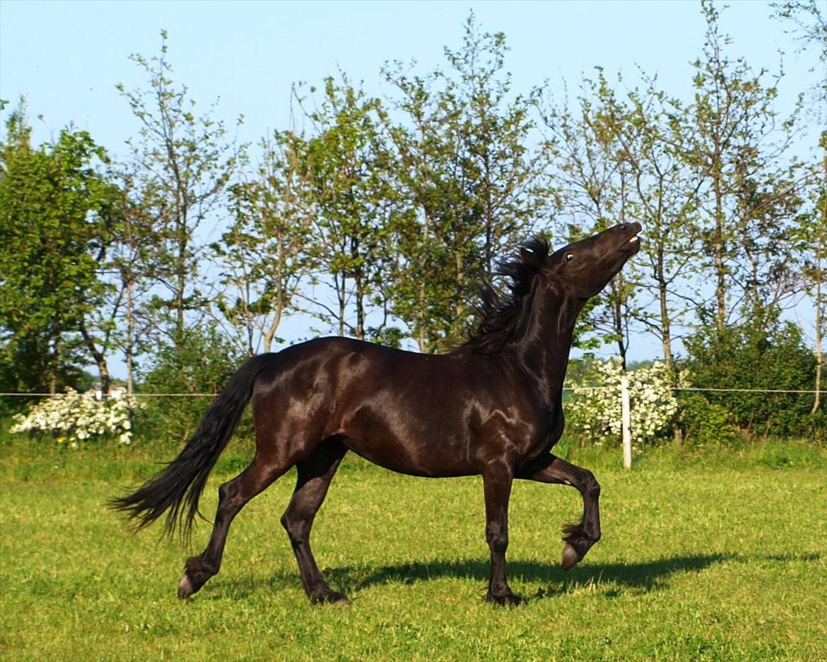 Barockpinto Bel'liva *SOLGT* billede 7