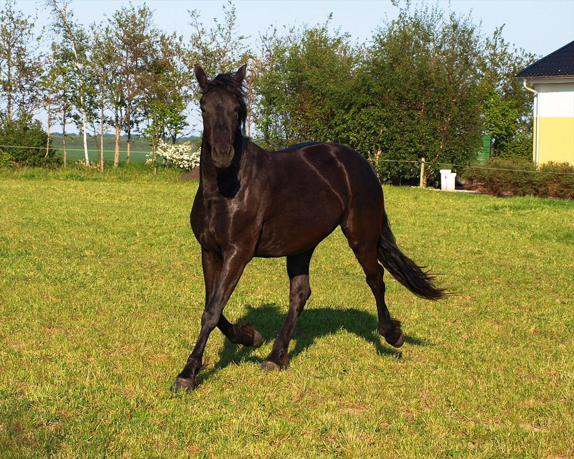 Barockpinto Bel'liva *SOLGT* billede 3