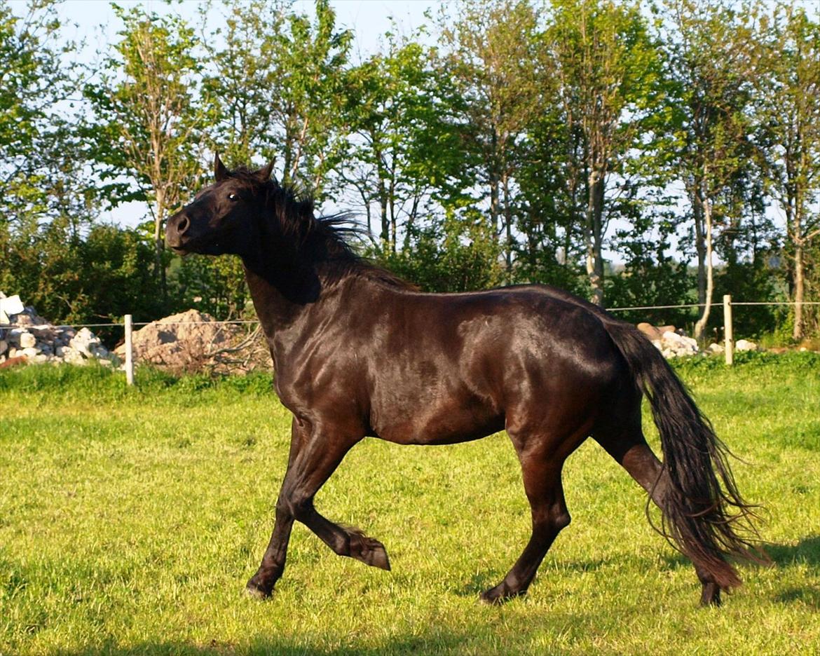 Barockpinto Bel'liva *SOLGT* billede 8