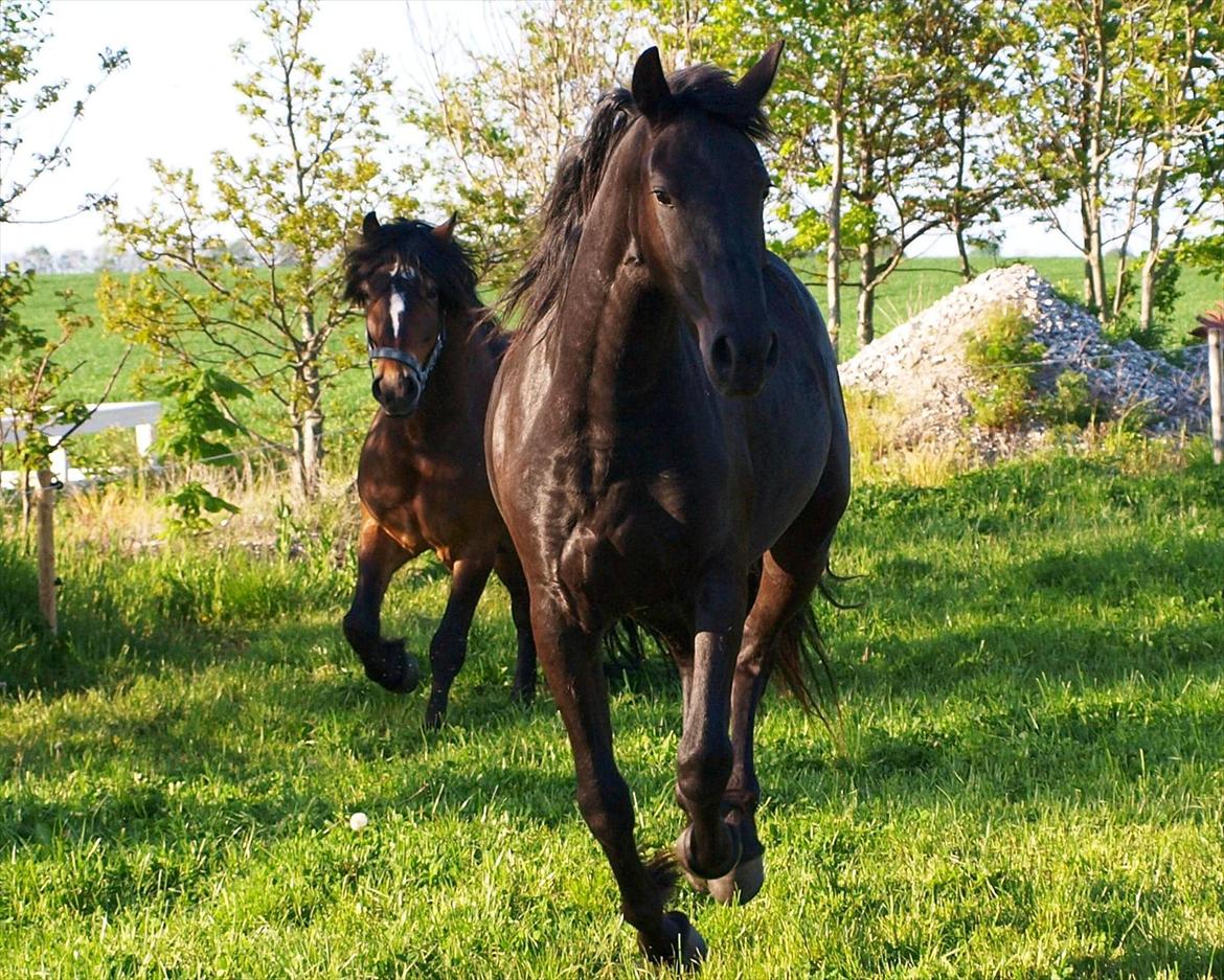 Barockpinto Bel'liva *SOLGT* billede 4