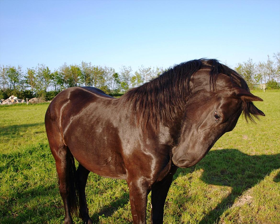 Barockpinto Bel'liva *SOLGT* billede 9