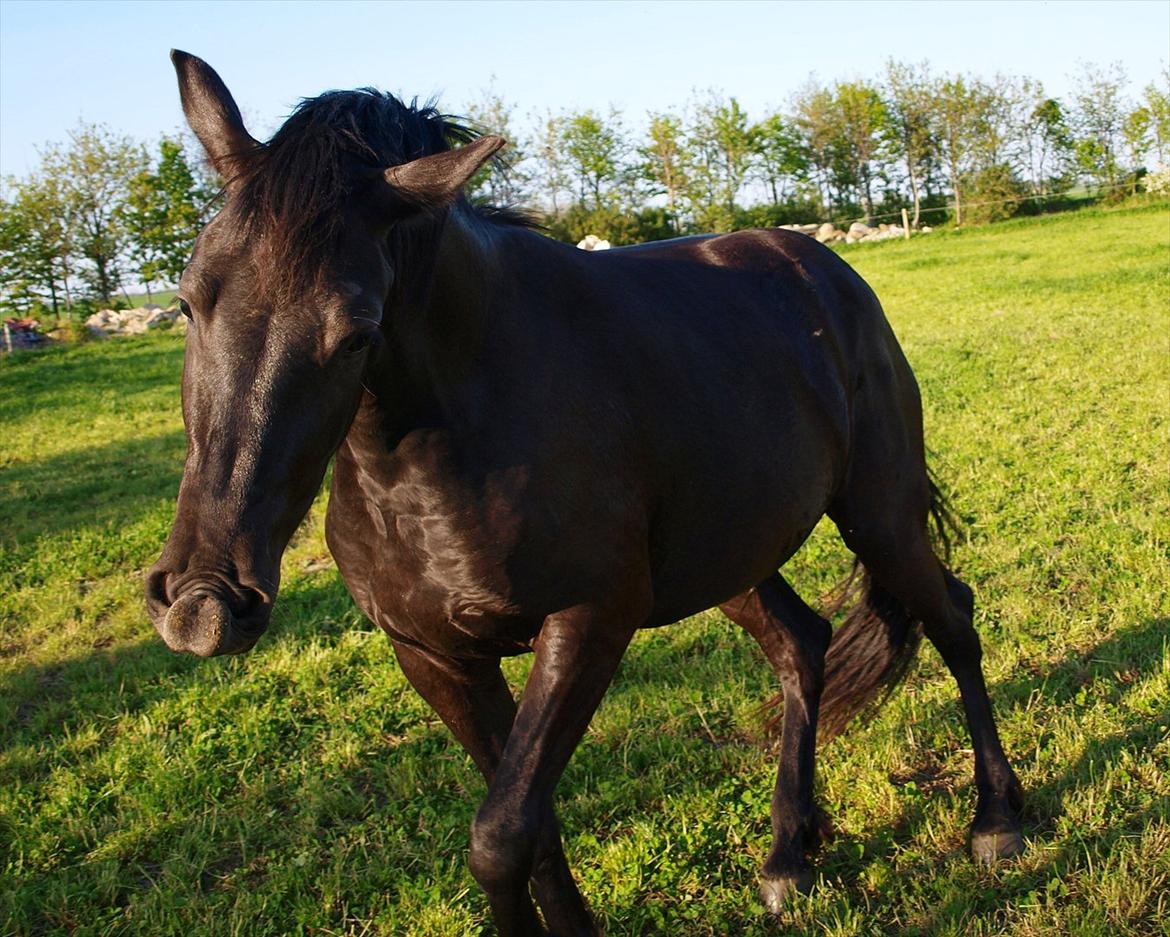 Barockpinto Bel'liva *SOLGT* billede 12