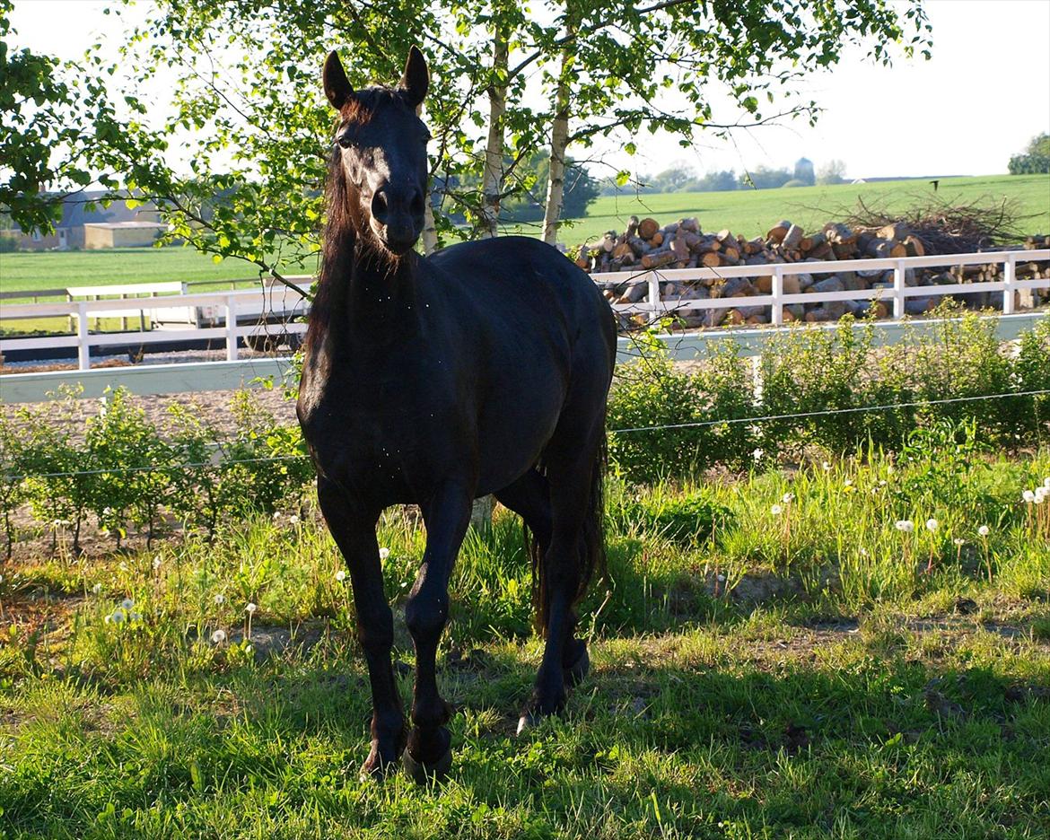 Barockpinto Bel'liva *SOLGT* billede 5