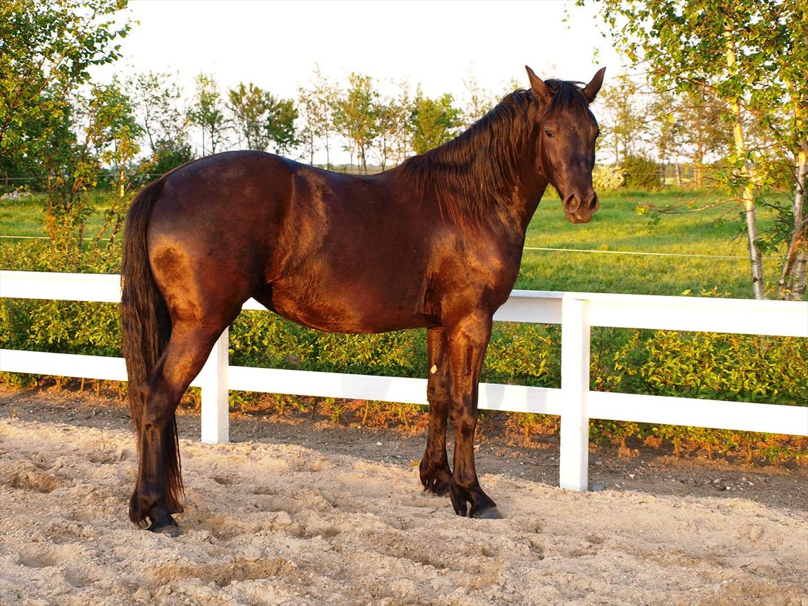 Barockpinto Bel'liva *SOLGT* billede 13