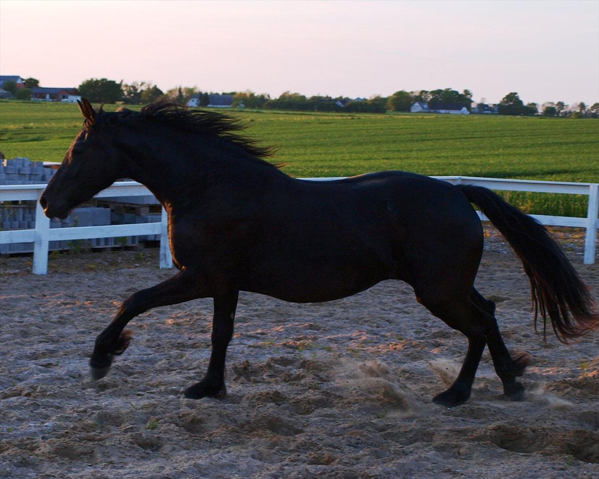 Barockpinto Bel'liva *SOLGT* billede 10