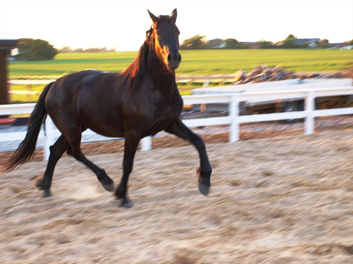 Barockpinto Bel'liva *SOLGT* billede 11