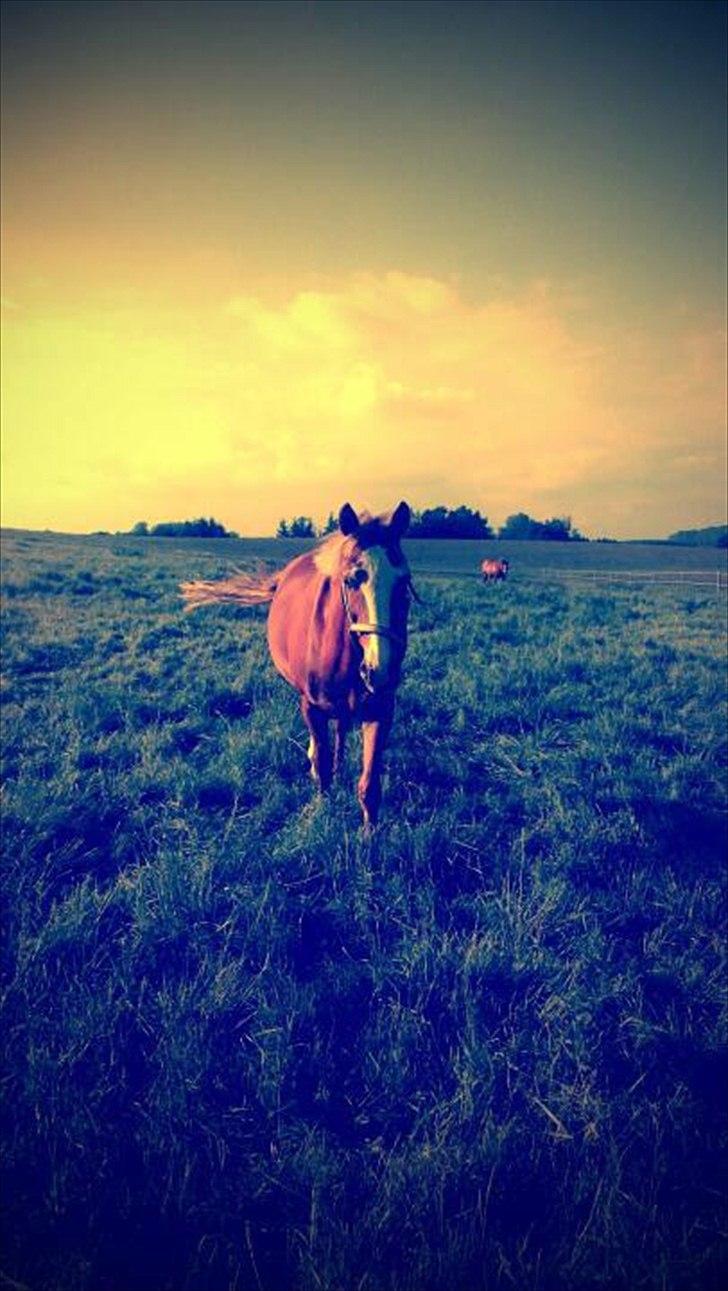 Anden særlig race Walk Of Fame *REST IN PEACE* - Findes der en bedre følelse når ens ven vrinsker og kommer hen til mig når hun ser en?:) dejlige pony <3 billede 19