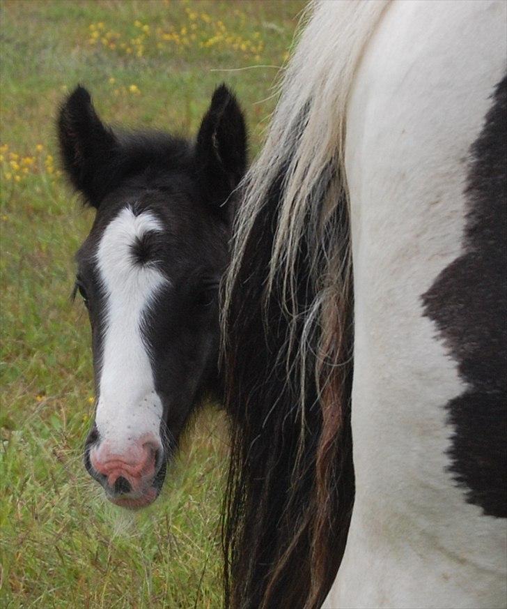 Irish Cob Axelved's Thor Rider of Rohan billede 1