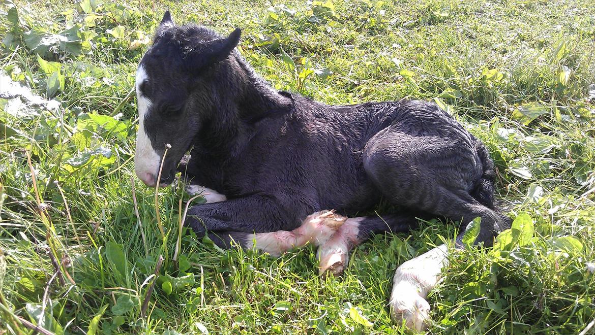 Irish Cob Axelved's Thor Rider of Rohan - 30 min gammel billede 2