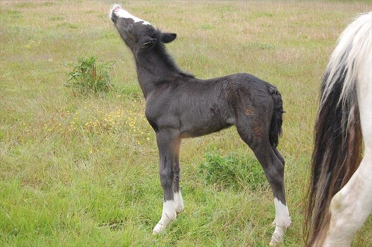 Irish Cob Axelved's Thor Rider of Rohan - 27 timer gammel billede 3