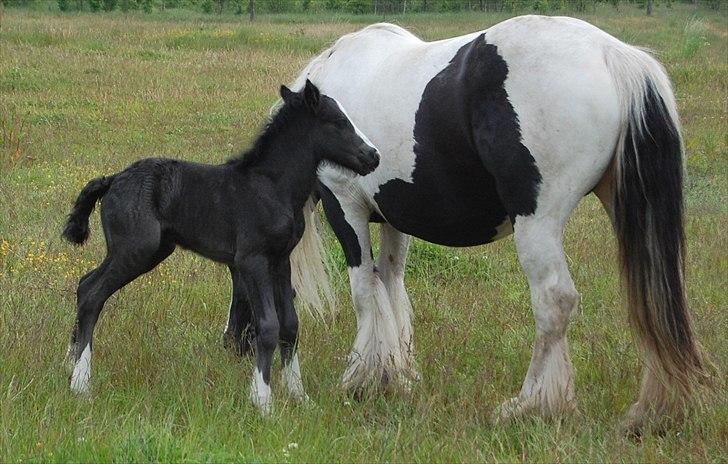 Irish Cob Axelved's Thor Rider of Rohan billede 4