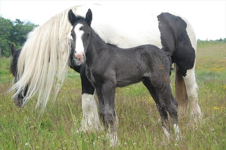 Irish Cob Axelved's Thor Rider of Rohan billede 5