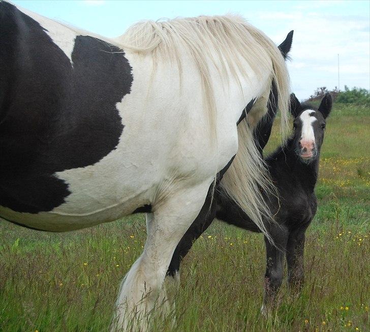 Irish Cob Axelved's Thor Rider of Rohan billede 6