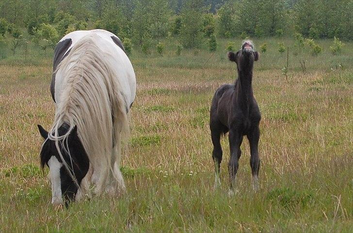 Irish Cob Axelved's Thor Rider of Rohan billede 7