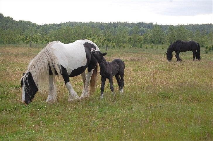 Irish Cob Axelved's Thor Rider of Rohan - farmand i baggrunden billede 8