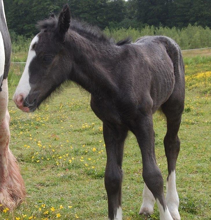 Irish Cob Axelved's Thor Rider of Rohan - få timer gammel billede 9
