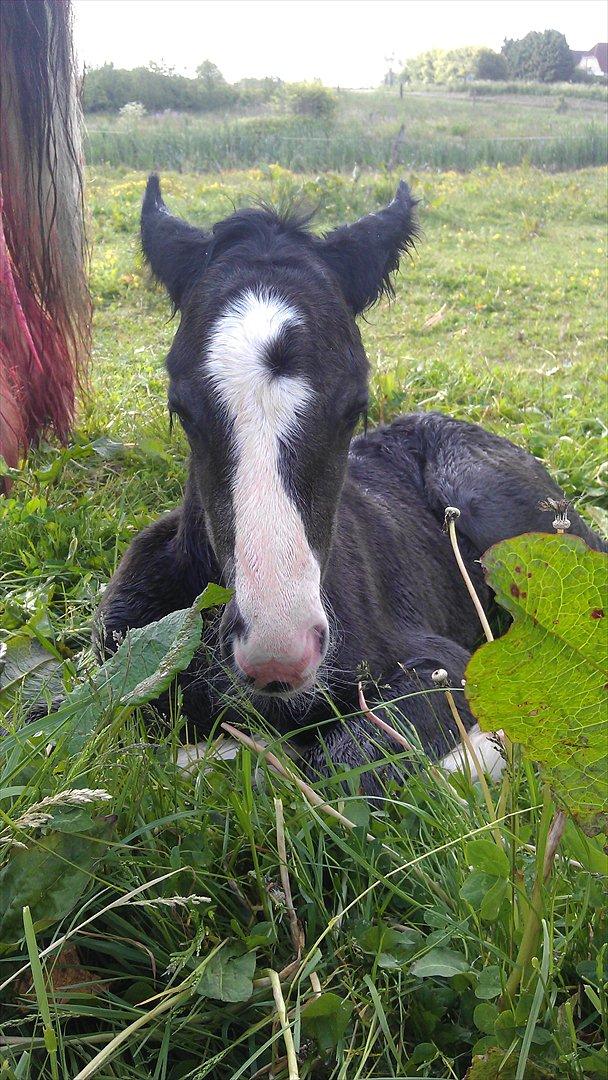 Irish Cob Axelved's Thor Rider of Rohan - Jeg er nyfødt, skal lige ha' kontrol over mine øre billede 10