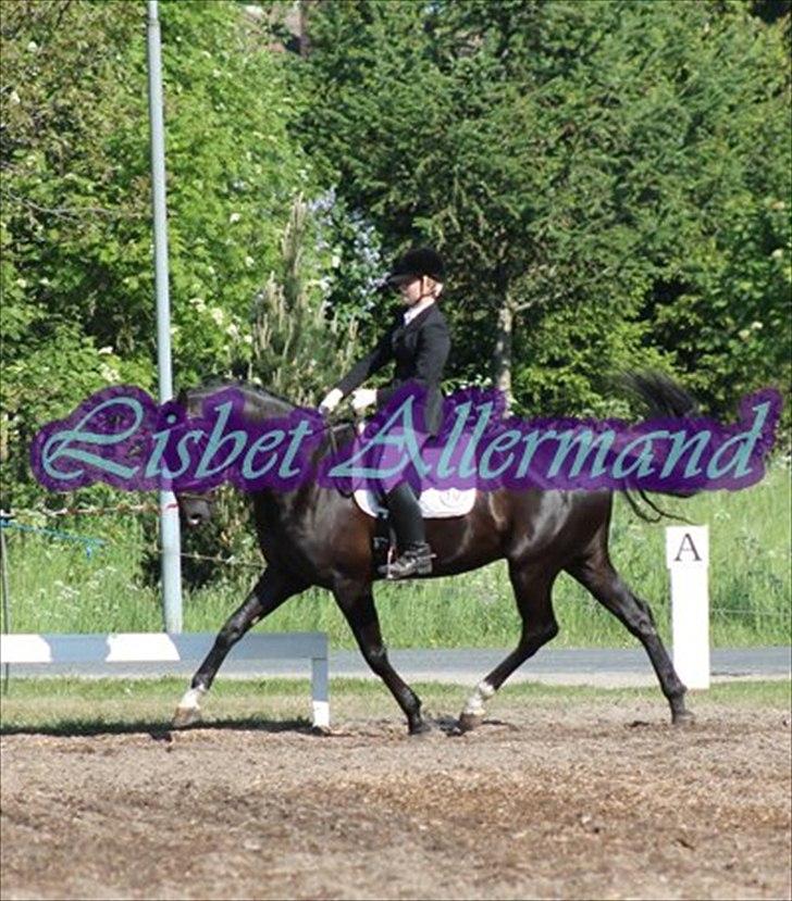 Dansk Varmblod Don Madison Birkedommergård - Første stævne sammen:) billede 18