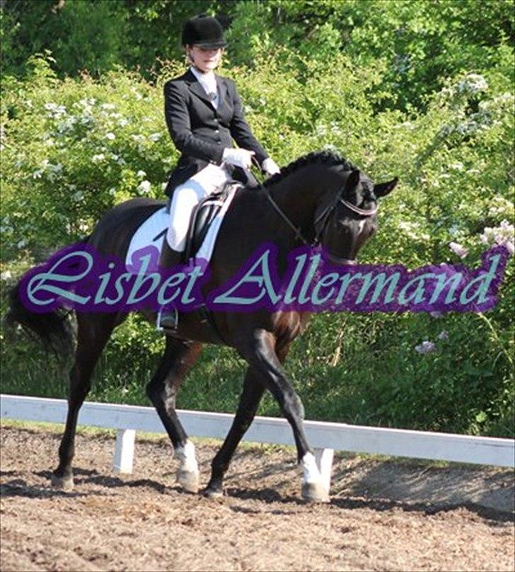 Dansk Varmblod Don Madison Birkedommergård - Første stævne sammen:) billede 19