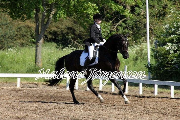 Dansk Varmblod Don Madison Birkedommergård - Første stævne sammen:) billede 20