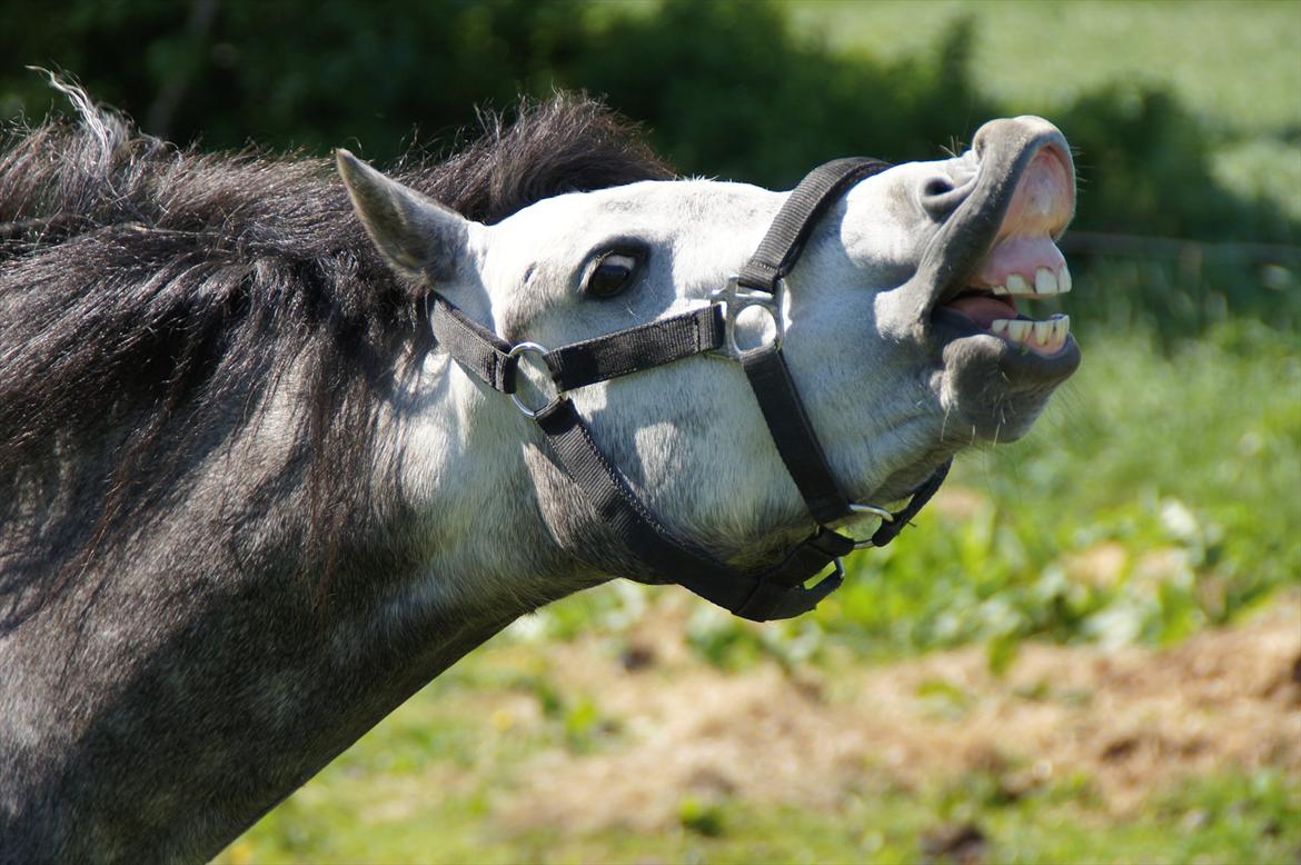 Welsh Pony (sec B) Kirkelodgaards Montana  - Første gang på folden og de hopper er godt nok lækre...ellers deres hestepærer dufter i hvertfald godt da billede 4