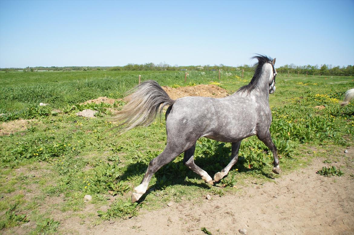 Welsh Pony (sec B) Kirkelodgaards Montana  - Han er da bare for lækker billede 5
