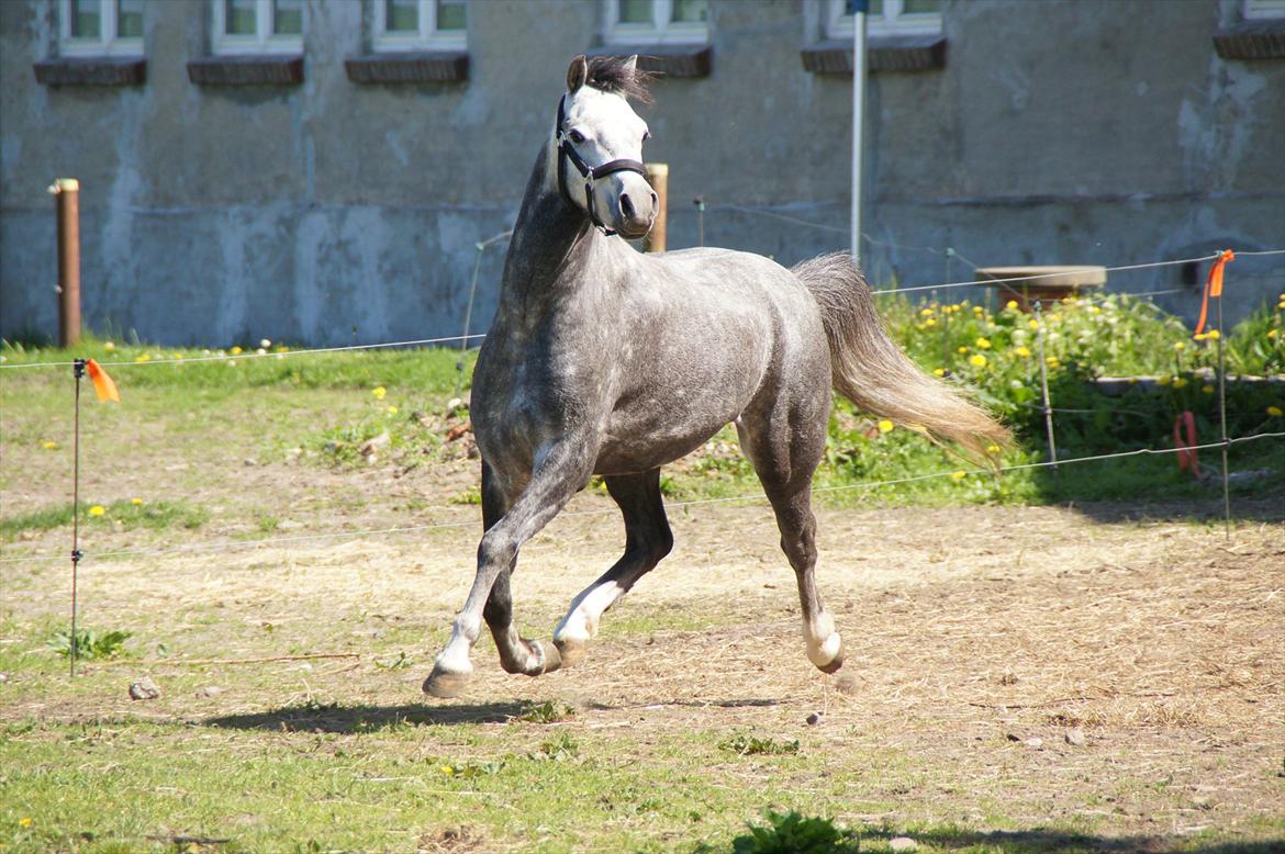 Welsh Pony (sec B) Kirkelodgaards Montana  - Flyve kan han også billede 6