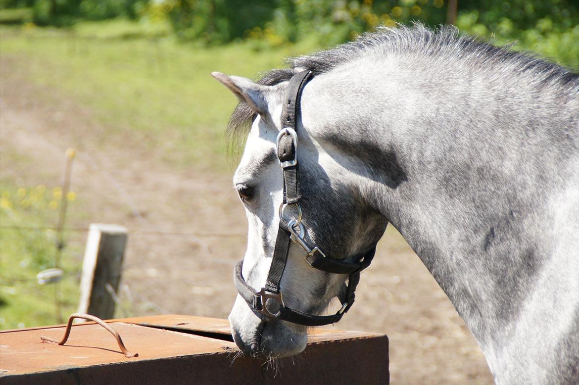 Welsh Pony (sec B) Kirkelodgaards Montana  - Spændende ting på marken udforskes billede 7