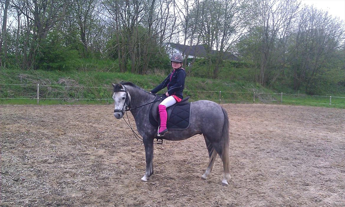 Welsh Pony (sec B) Kirkelodgaards Montana  - Så kom der rytter på og så blev man from som et lam billede 8