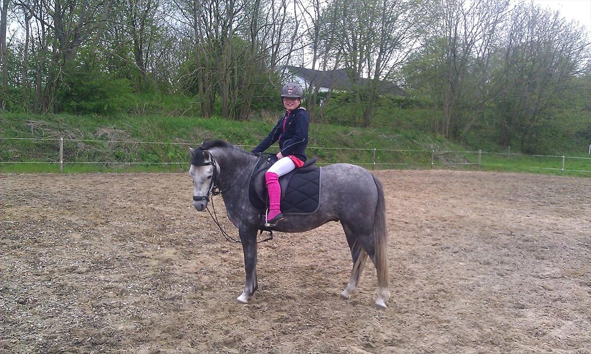 Welsh Pony (sec B) Kirkelodgaards Montana  - De passer bare så godt sammen de 2 banditter billede 9