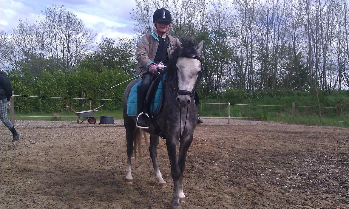 Welsh Pony (sec B) Kirkelodgaards Montana  - Den første ridetur på Montana billede 10