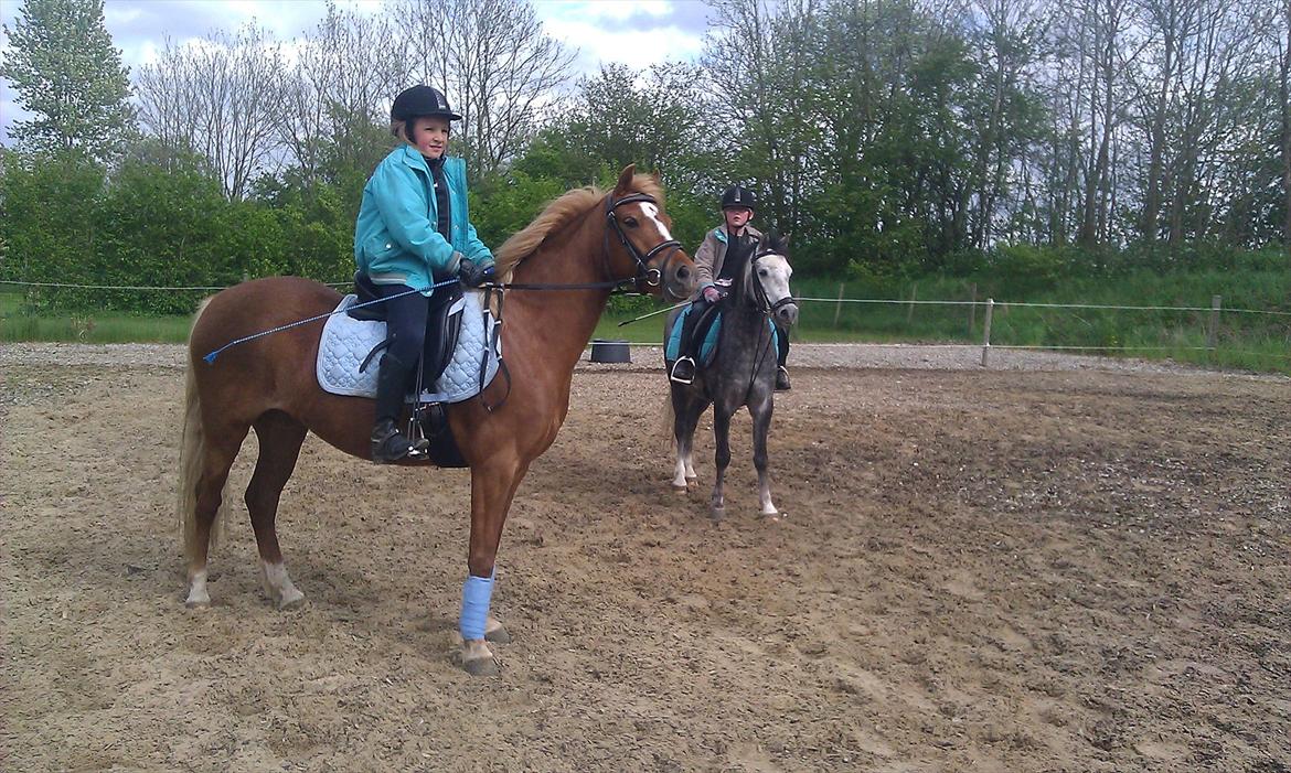 Welsh Pony (sec B) Kirkelodgaards Montana  - Malou på Kirkelodgaard's Mischa og Pernille på Kirkelodgaard's Montana...det er et stutteri der helt klart for min varmeste anbefaling...både hvad angår selve det at købe hos dem men sandelig også hvad angår top dejlige ponyer der kan håndteres af børn og billede 11