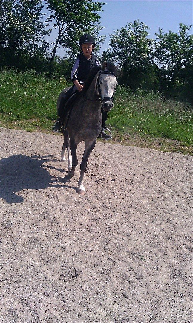 Welsh Pony (sec B) Kirkelodgaards Montana  billede 12