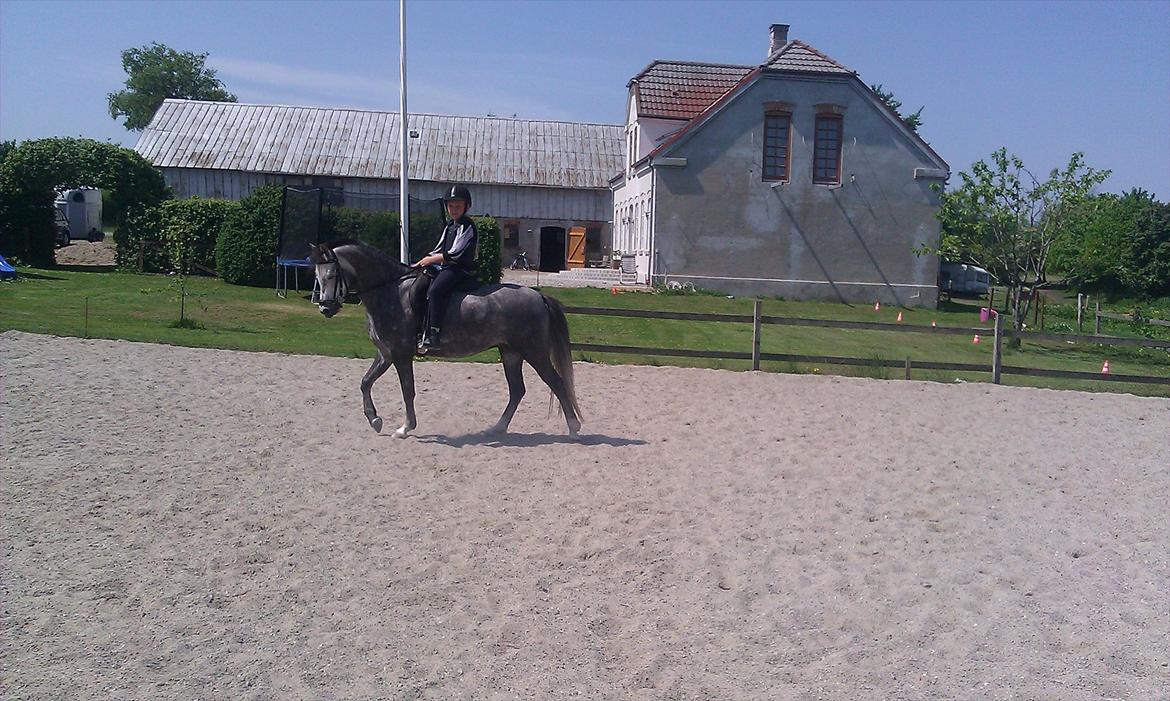 Welsh Pony (sec B) Kirkelodgaards Montana  billede 13