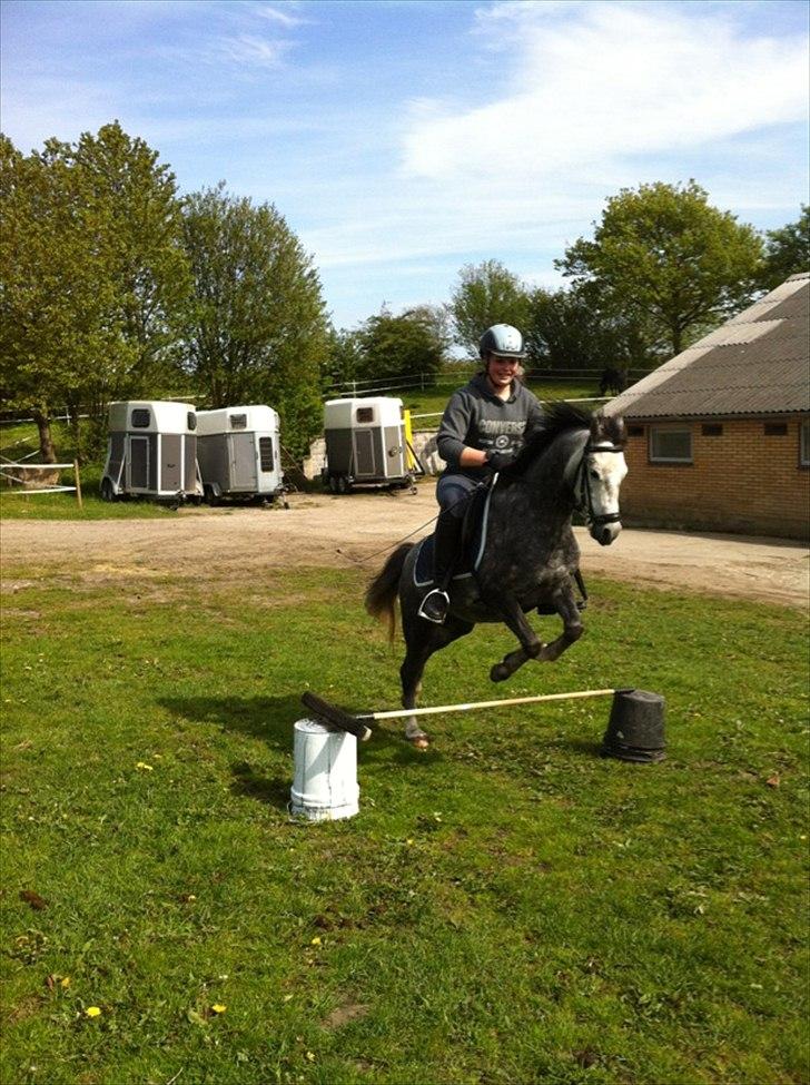 Welsh Pony (sec B) Kirkelodgaards Montana  - Springer for allerførste gang... billede 14