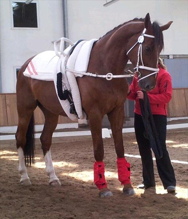 Dansk Varmblod Don Lou (Nando) billede 13