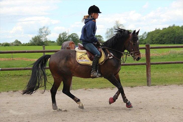 Tysk Sportspony Verdi - B-pony billede 3