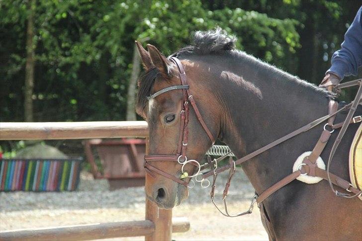 Tysk Sportspony Verdi - B-pony billede 2