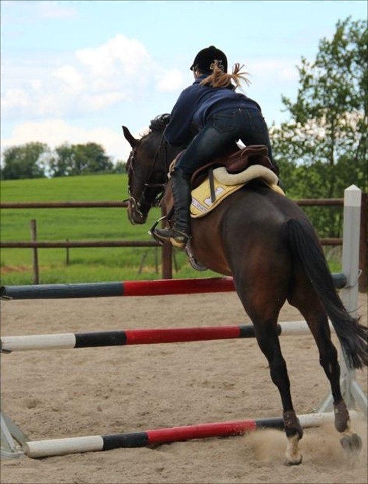 Tysk Sportspony Verdi - B-pony billede 4