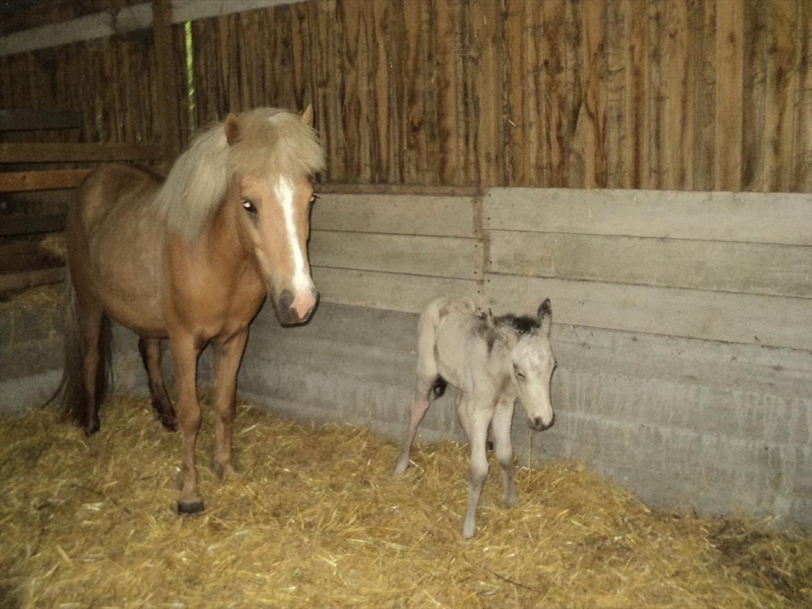 Islænder *Dana fra Fensmark - Dana og hendes nye føl født d. 08.06.2012 ;) billede 19