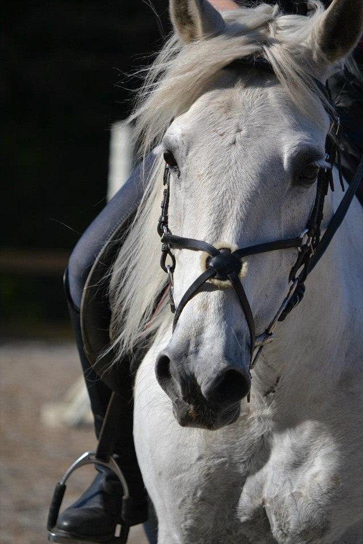 Connemara Flash Point Hedelund ~Polle~ RIP - Nr. 4 
søde polle <3
Taget af Katharina billede 4