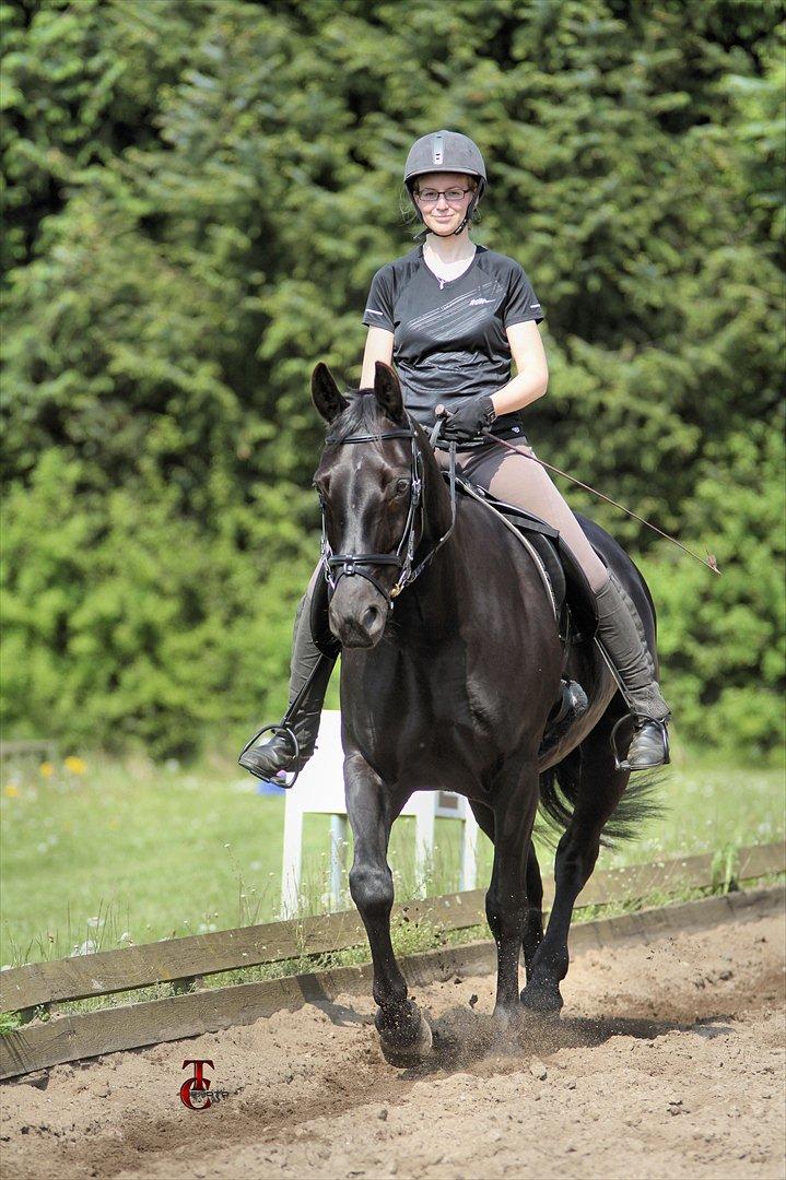 Anden særlig race Mallory billede 12