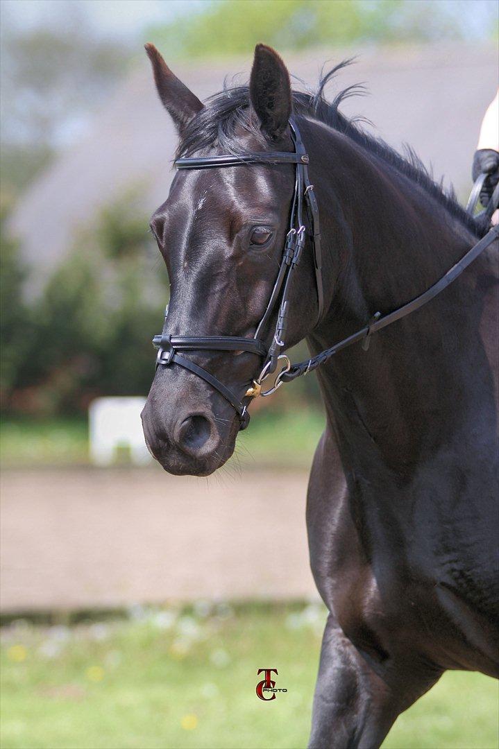 Anden særlig race Mallory billede 13