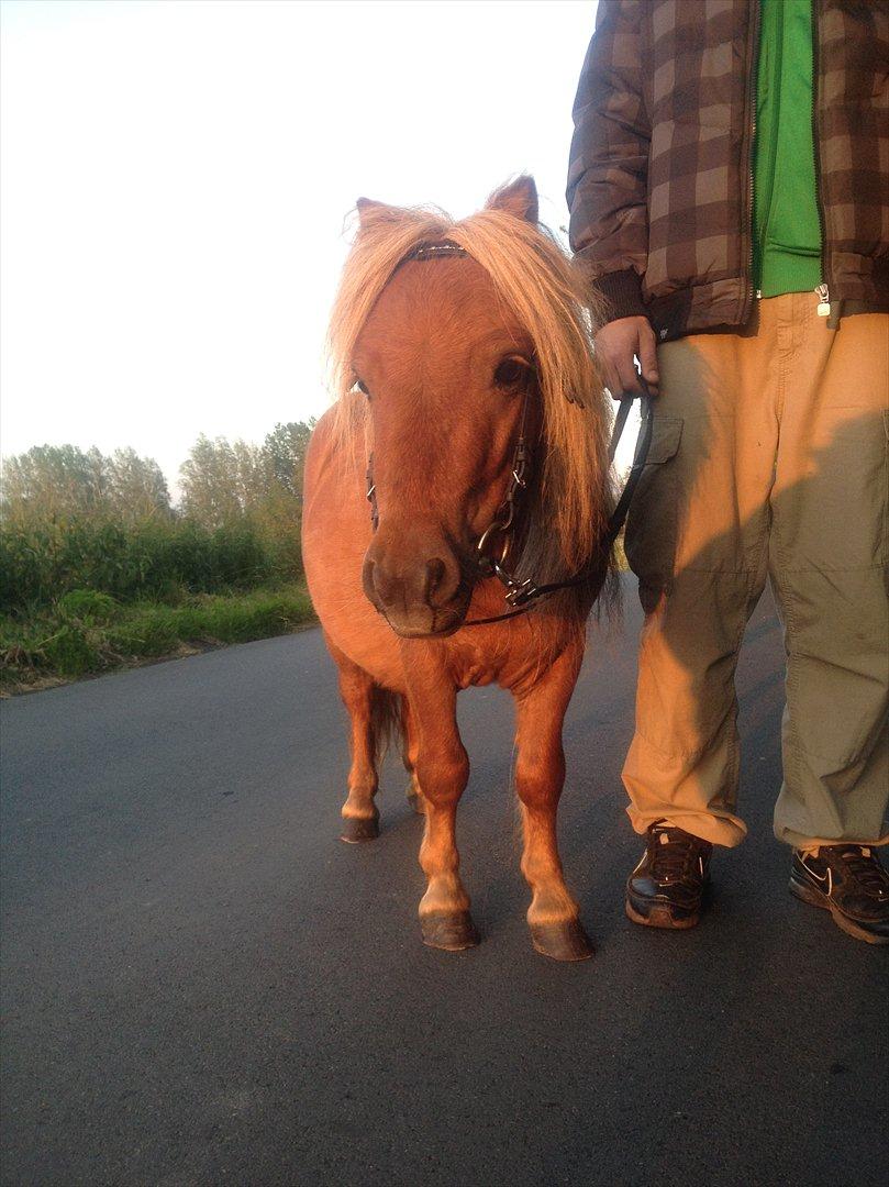 Miniature Filur ( figurt ) <3 solgt - velkommen til ferguson's profil ;) billede 1