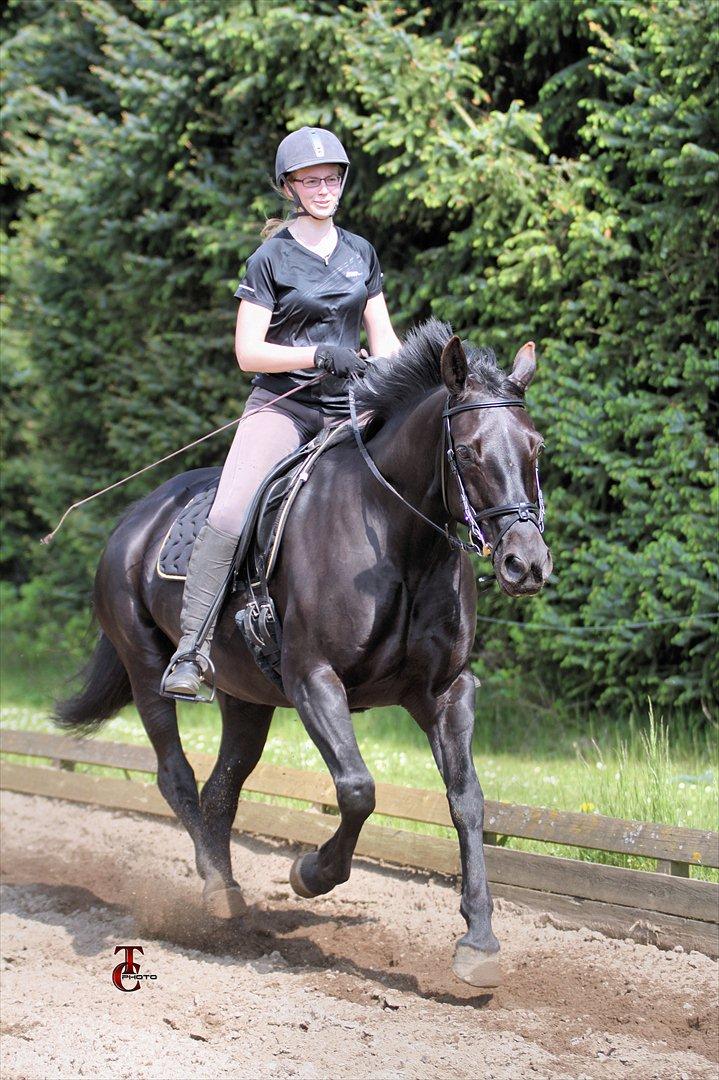 Anden særlig race Mallory billede 16